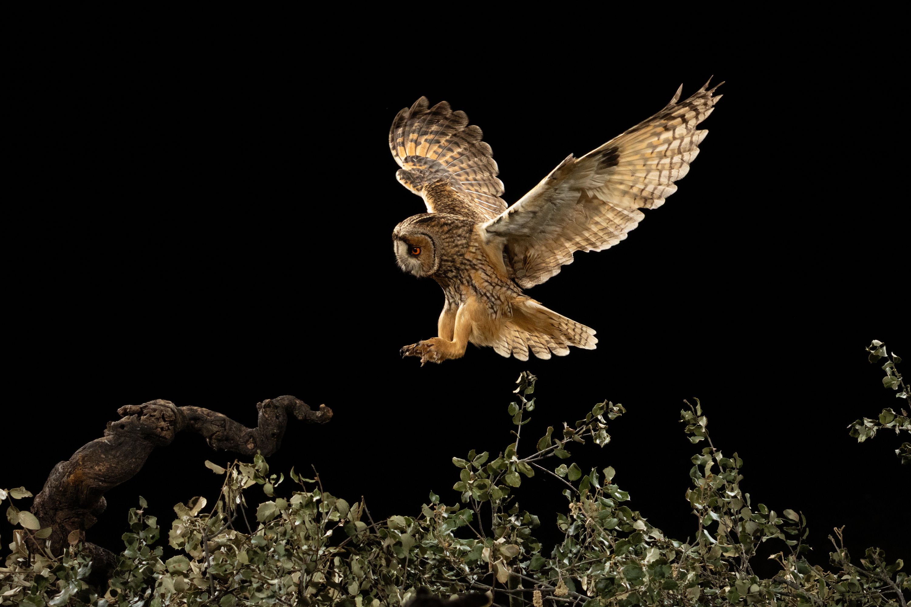 4 Hide de Namen abril 2026-15042026-9P3A7200